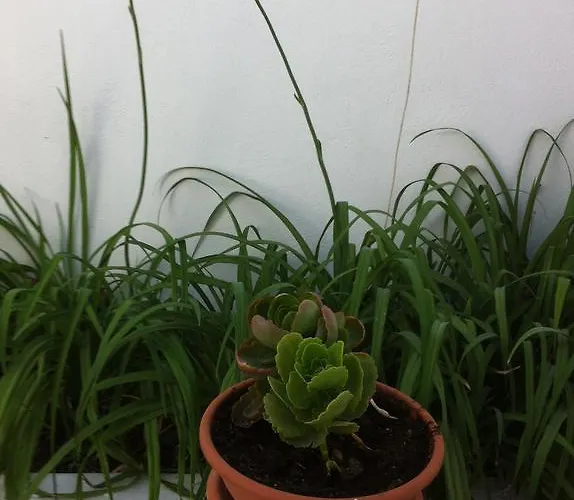 Soultana * لينثوس